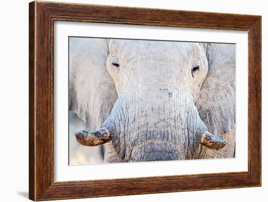 African Elephant (Loxodonta Africana), Etosha National Park, Namibia-null-Framed Photographic Print