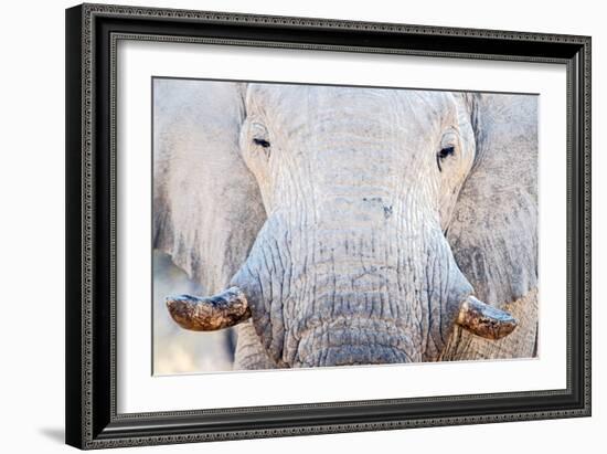 African Elephant (Loxodonta Africana), Etosha National Park, Namibia-null-Framed Photographic Print