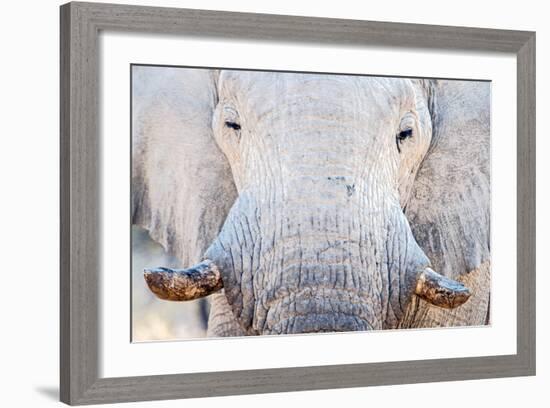 African Elephant (Loxodonta Africana), Etosha National Park, Namibia-null-Framed Photographic Print