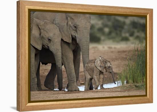 African Elephant (Loxodonta Africana) Family, Addo Elephant National Park, South Africa, Africa-James Hager-Framed Premier Image Canvas