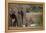 African Elephant (Loxodonta Africana) Family, Addo Elephant National Park, South Africa, Africa-James Hager-Framed Premier Image Canvas