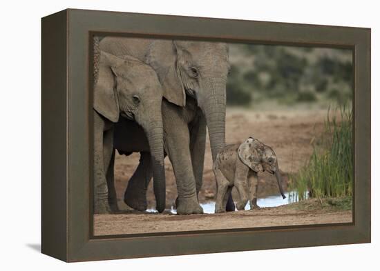 African Elephant (Loxodonta Africana) Family, Addo Elephant National Park, South Africa, Africa-James Hager-Framed Premier Image Canvas