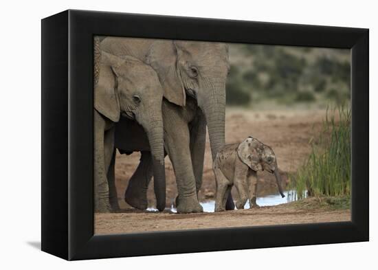 African Elephant (Loxodonta Africana) Family, Addo Elephant National Park, South Africa, Africa-James Hager-Framed Premier Image Canvas