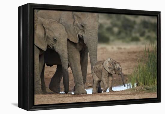 African Elephant (Loxodonta Africana) Family, Addo Elephant National Park, South Africa, Africa-James Hager-Framed Premier Image Canvas