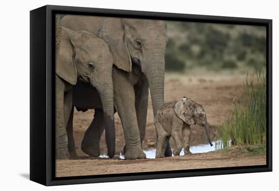 African Elephant (Loxodonta Africana) Family, Addo Elephant National Park, South Africa, Africa-James Hager-Framed Premier Image Canvas