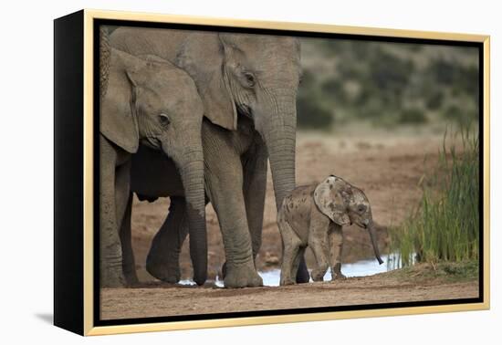 African Elephant (Loxodonta Africana) Family, Addo Elephant National Park, South Africa, Africa-James Hager-Framed Premier Image Canvas
