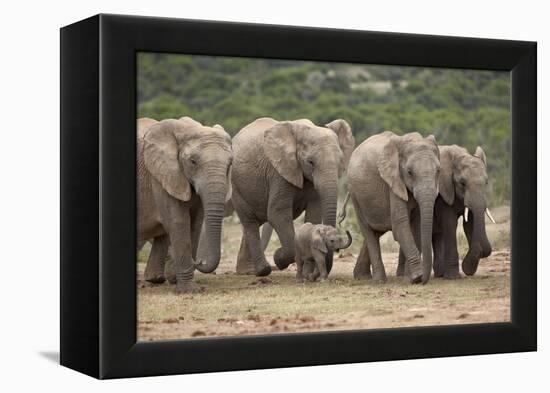 African Elephant (Loxodonta Africana) Family, Addo Elephant National Park, South Africa, Africa-James Hager-Framed Premier Image Canvas