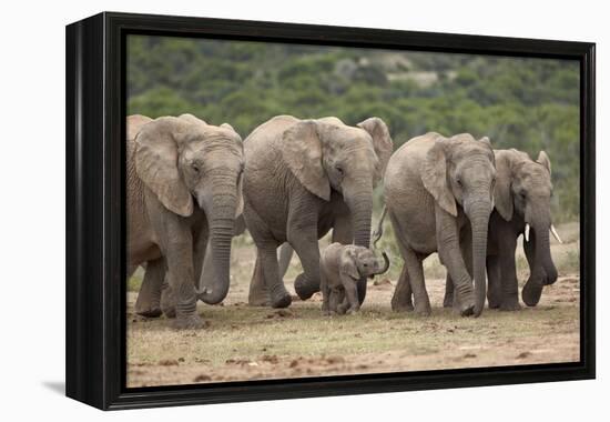 African Elephant (Loxodonta Africana) Family, Addo Elephant National Park, South Africa, Africa-James Hager-Framed Premier Image Canvas