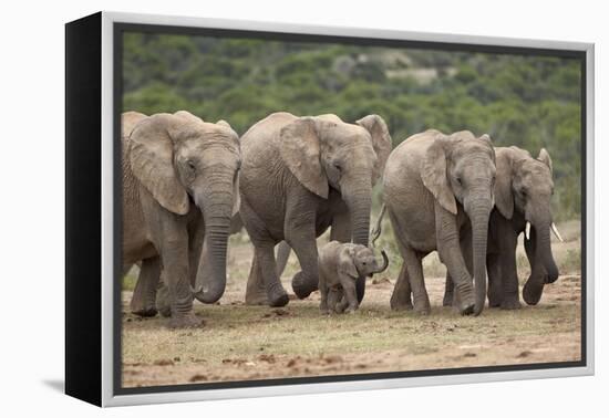 African Elephant (Loxodonta Africana) Family, Addo Elephant National Park, South Africa, Africa-James Hager-Framed Premier Image Canvas