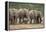 African Elephant (Loxodonta Africana) Family, Addo Elephant National Park, South Africa, Africa-James Hager-Framed Premier Image Canvas