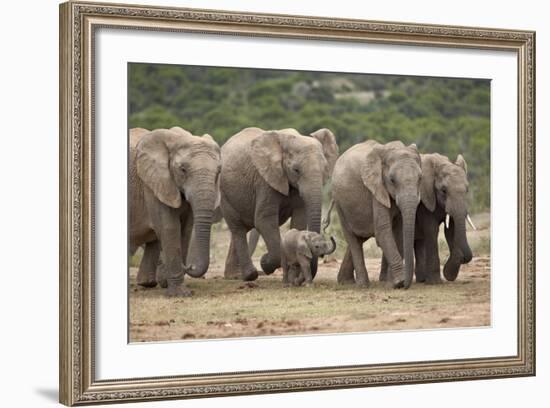 African Elephant (Loxodonta Africana) Family, Addo Elephant National Park, South Africa, Africa-James Hager-Framed Photographic Print