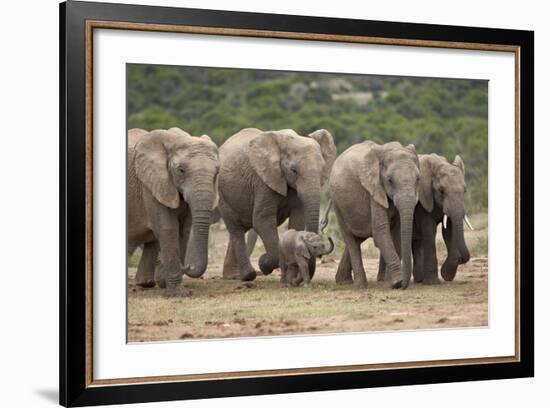 African Elephant (Loxodonta Africana) Family, Addo Elephant National Park, South Africa, Africa-James Hager-Framed Photographic Print