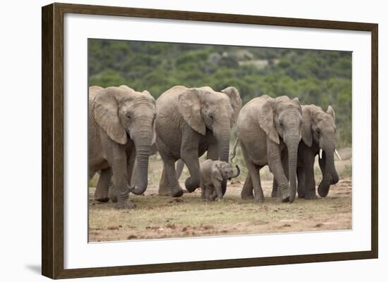 African Elephant (Loxodonta Africana) Family, Addo Elephant National Park, South Africa, Africa-James Hager-Framed Photographic Print