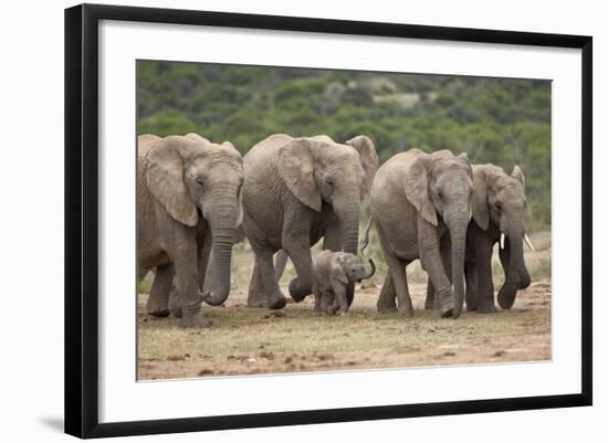 African Elephant (Loxodonta Africana) Family, Addo Elephant National Park, South Africa, Africa-James Hager-Framed Photographic Print