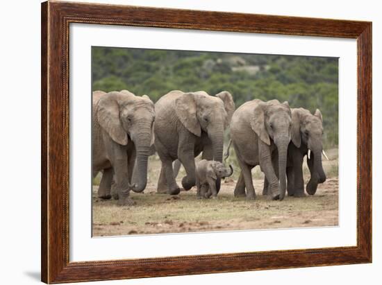 African Elephant (Loxodonta Africana) Family, Addo Elephant National Park, South Africa, Africa-James Hager-Framed Photographic Print