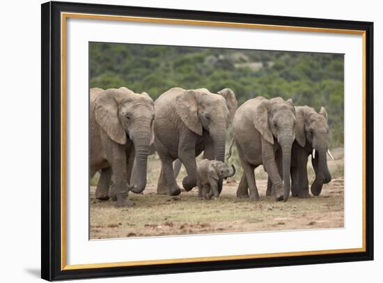 African Elephant (Loxodonta Africana) Family, Addo Elephant National Park, South Africa, Africa-James Hager-Framed Photographic Print