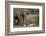 African Elephant (Loxodonta Africana) Family, Addo Elephant National Park, South Africa, Africa-James Hager-Framed Photographic Print