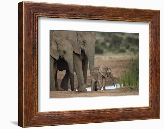 African Elephant (Loxodonta Africana) Family, Addo Elephant National Park, South Africa, Africa-James Hager-Framed Photographic Print