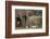 African Elephant (Loxodonta Africana) Family, Addo Elephant National Park, South Africa, Africa-James Hager-Framed Photographic Print