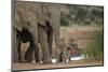 African Elephant (Loxodonta Africana) Family, Addo Elephant National Park, South Africa, Africa-James Hager-Mounted Photographic Print