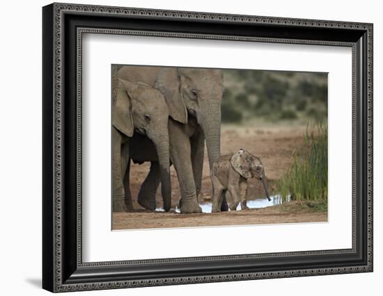 African Elephant (Loxodonta Africana) Family, Addo Elephant National Park, South Africa, Africa-James Hager-Framed Photographic Print