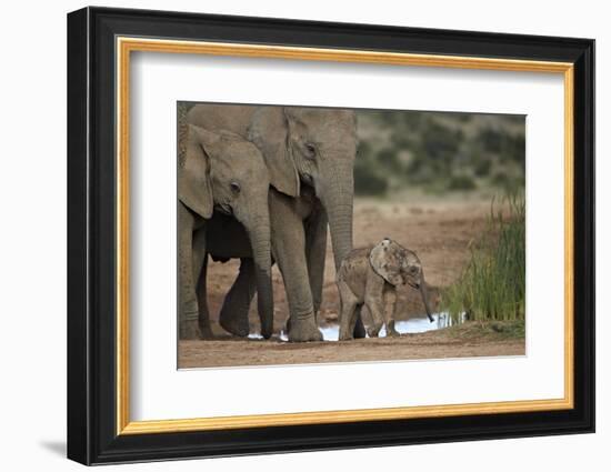 African Elephant (Loxodonta Africana) Family, Addo Elephant National Park, South Africa, Africa-James Hager-Framed Photographic Print