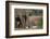 African Elephant (Loxodonta Africana) Family, Addo Elephant National Park, South Africa, Africa-James Hager-Framed Photographic Print