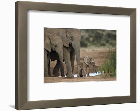 African Elephant (Loxodonta Africana) Family, Addo Elephant National Park, South Africa, Africa-James Hager-Framed Photographic Print