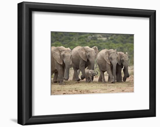 African Elephant (Loxodonta Africana) Family, Addo Elephant National Park, South Africa, Africa-James Hager-Framed Photographic Print