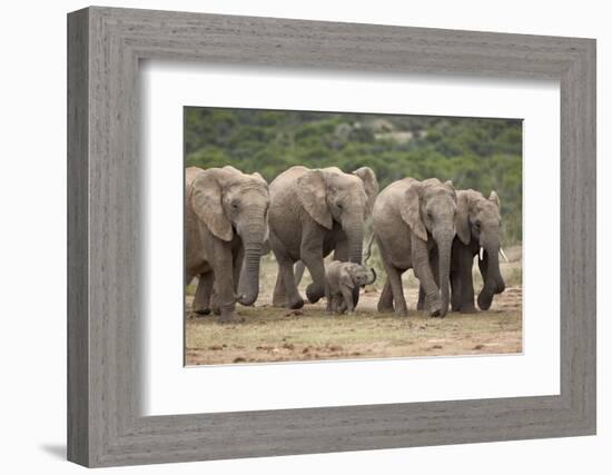 African Elephant (Loxodonta Africana) Family, Addo Elephant National Park, South Africa, Africa-James Hager-Framed Photographic Print