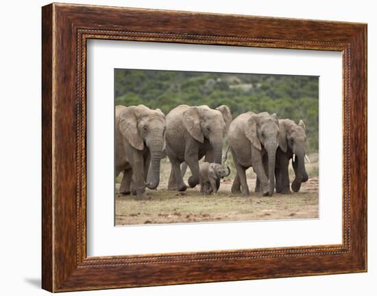 African Elephant (Loxodonta Africana) Family, Addo Elephant National Park, South Africa, Africa-James Hager-Framed Photographic Print