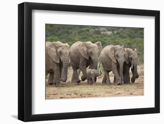 African Elephant (Loxodonta Africana) Family, Addo Elephant National Park, South Africa, Africa-James Hager-Framed Photographic Print