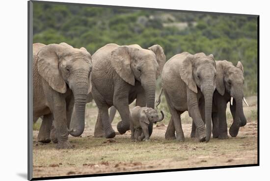 African Elephant (Loxodonta Africana) Family, Addo Elephant National Park, South Africa, Africa-James Hager-Mounted Photographic Print