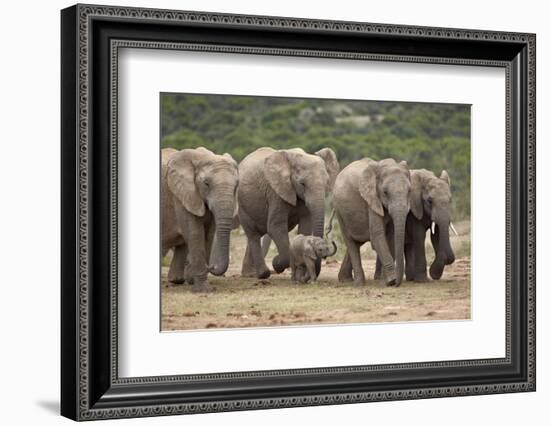 African Elephant (Loxodonta Africana) Family, Addo Elephant National Park, South Africa, Africa-James Hager-Framed Photographic Print