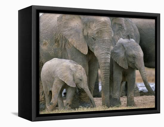 African Elephant (Loxodonta Africana), Greater Addo National Park, South Africa, Africa-Steve & Ann Toon-Framed Premier Image Canvas