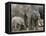 African Elephant (Loxodonta Africana), Greater Addo National Park, South Africa, Africa-Steve & Ann Toon-Framed Premier Image Canvas