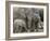 African Elephant (Loxodonta Africana), Greater Addo National Park, South Africa, Africa-Steve & Ann Toon-Framed Photographic Print