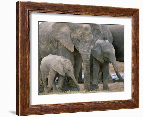 African Elephant (Loxodonta Africana), Greater Addo National Park, South Africa, Africa-Steve & Ann Toon-Framed Photographic Print