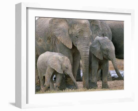 African Elephant (Loxodonta Africana), Greater Addo National Park, South Africa, Africa-Steve & Ann Toon-Framed Photographic Print