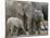 African Elephant (Loxodonta Africana), Greater Addo National Park, South Africa, Africa-Steve & Ann Toon-Mounted Photographic Print