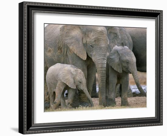 African Elephant (Loxodonta Africana), Greater Addo National Park, South Africa, Africa-Steve & Ann Toon-Framed Photographic Print