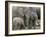 African Elephant (Loxodonta Africana), Greater Addo National Park, South Africa, Africa-Steve & Ann Toon-Framed Photographic Print