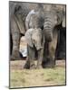 African Elephant, Loxodonta Africana, Greater Addo National Park, South Africa, Africa-Ann & Steve Toon-Mounted Photographic Print