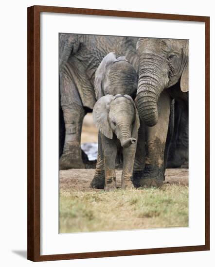 African Elephant, Loxodonta Africana, Greater Addo National Park, South Africa, Africa-Ann & Steve Toon-Framed Photographic Print