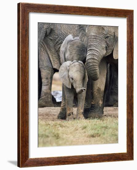 African Elephant, Loxodonta Africana, Greater Addo National Park, South Africa, Africa-Ann & Steve Toon-Framed Photographic Print