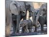 African elephant (Loxodonta africana), herd drinking at a watering hole, Okavango Delta, Botswana-Michael Nolan-Mounted Photographic Print