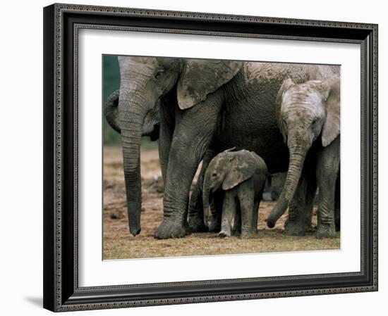 African Elephant (Loxodonta Africana) in Matriarchal Group, South Africa, Africa-Steve & Ann Toon-Framed Photographic Print