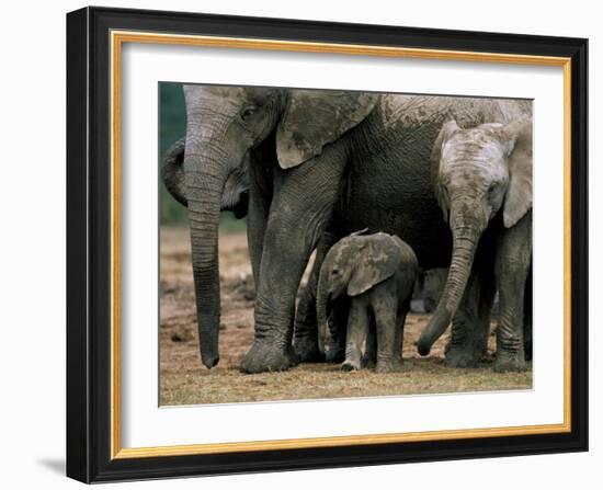 African Elephant (Loxodonta Africana) in Matriarchal Group, South Africa, Africa-Steve & Ann Toon-Framed Photographic Print