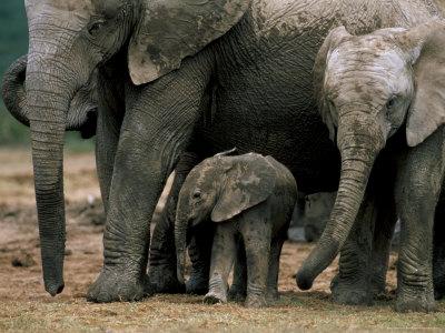 'African Elephant (Loxodonta Africana) in Matriarchal Group, South ...