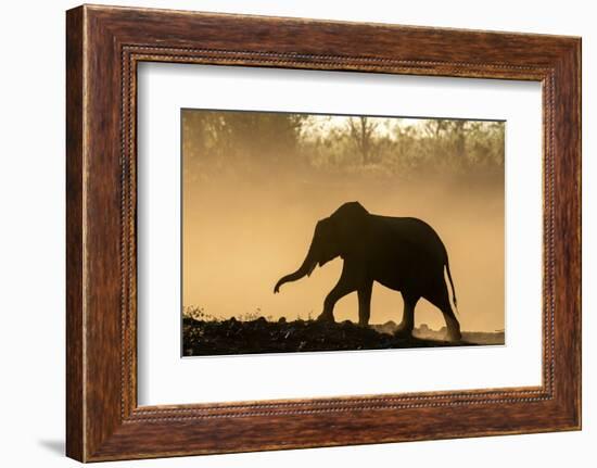 African elephant (Loxodonta africana) in silhouette, Mashatu Game Reserve, Botswana, Africa-Sergio Pitamitz-Framed Photographic Print